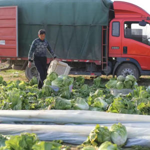 驻马店市正阳县大林镇冬收画卷绘就富民路