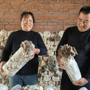 驻马店市正阳县蘑菇棚里的别样年味：闭上眼是蘑菇 睁开眼采蘑菇