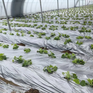 驻马店市正阳县熊寨镇：人勤春早抢农时 科技春耕备丰收