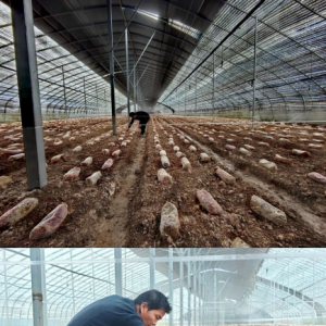 春耕时节管护忙 驻马店市正阳县羊肚菌静待丰收