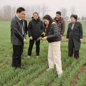 河南农业大学专家团赴正阳县开展小麦春管技术指导