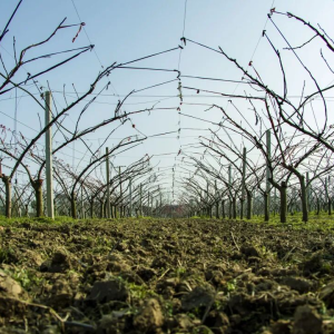 驻马店市正阳县清源街道：百岁梨园春忙时 家门口就业富乡亲