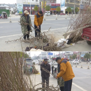 驻马店市正阳县苗木市场迎来购销热潮