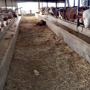 驻马店市正阳县：全链赋能强服务 肉牛产业“牛”劲足