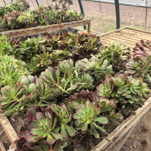 驻马店市正阳县：大棚多肉产销旺 致富路上“绿意浓”