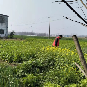 驻马店市正阳县大林镇：禁毒踏查全覆盖 筑牢平安防护网